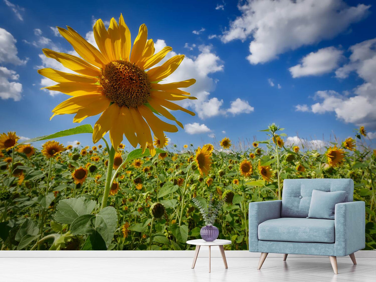 photo-wallpaper-a-sunflower-among-many