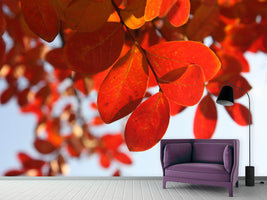 photo-wallpaper-red-leaves-xl