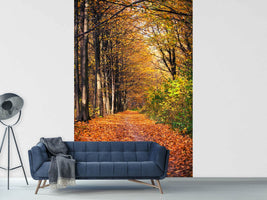 photo-wallpaper-deciduous-forest-in-autumn-light