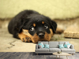 photo-wallpaper-sweet-rottweiler-puppy