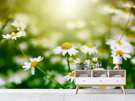 photo-wallpaper-the-daisy