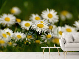 photo-wallpaper-daisies-xl-ii