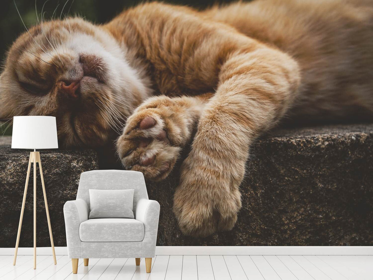 photo-wallpaper-sleeping-cat