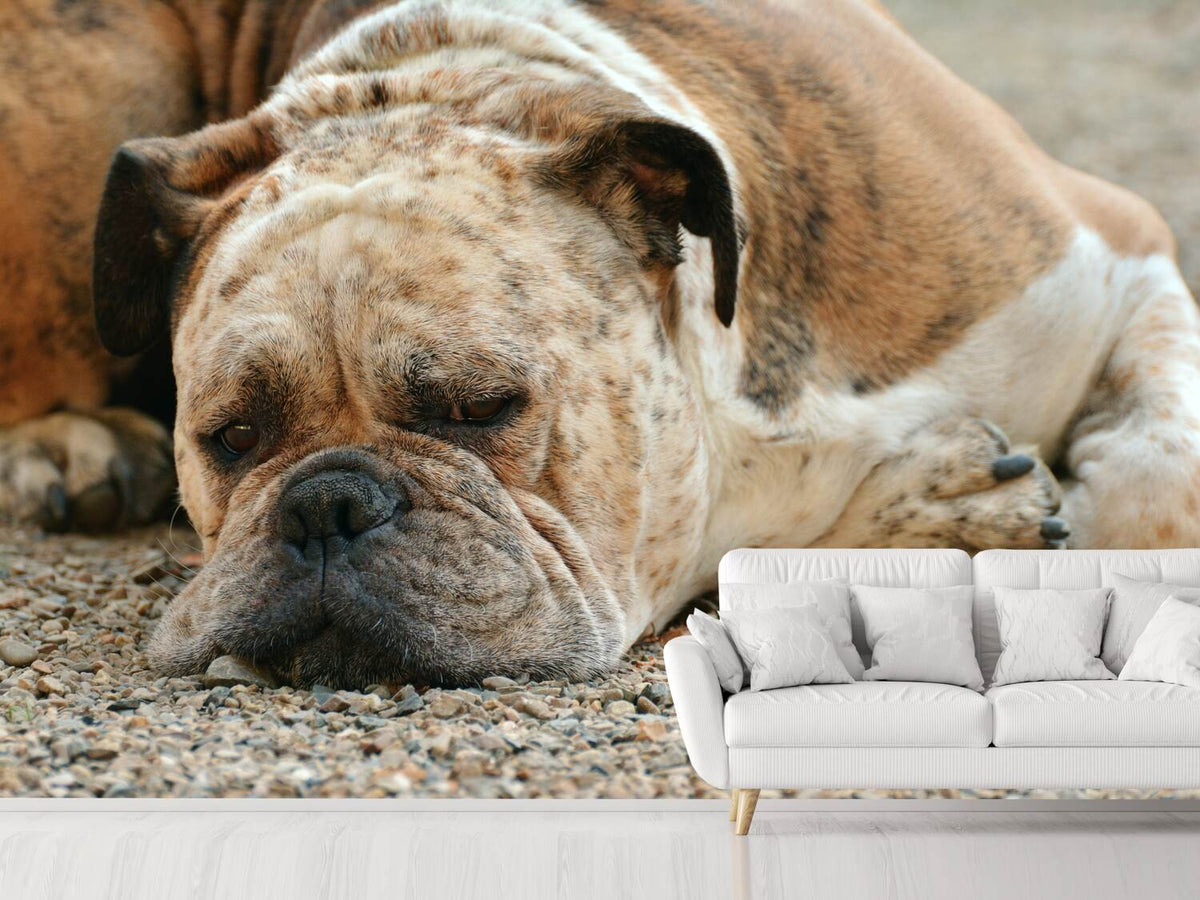 photo-wallpaper-tired-boxer