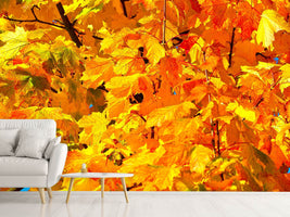 photo-wallpaper-autumn-leaves-ii