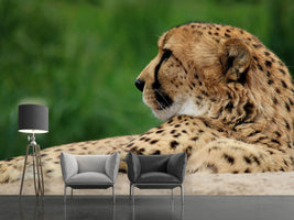 photo-wallpaper-xl-cheetah