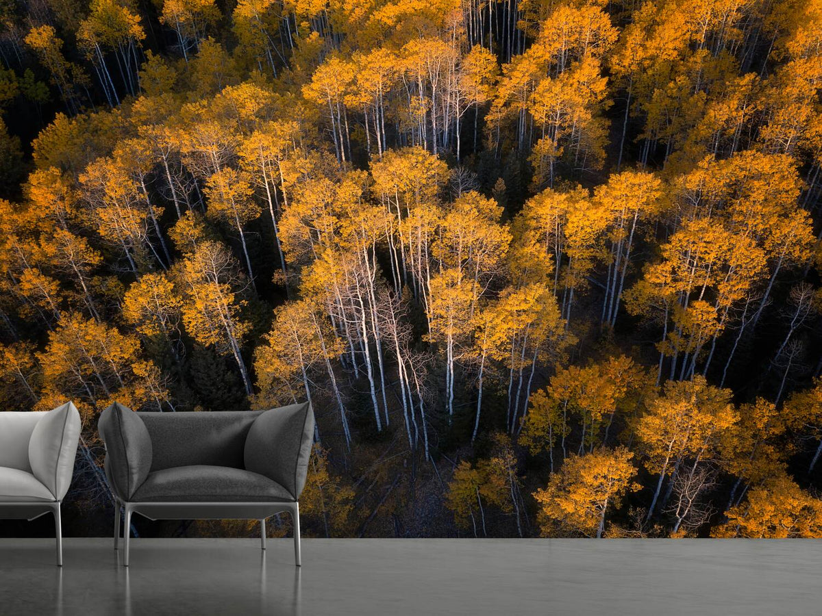 photo-wallpaper-aspen-in-autumn-x