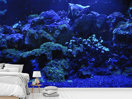 photo-wallpaper-coral-reef-in-blue