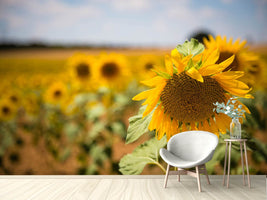 photo-wallpaper-a-sunflower-in-the-field