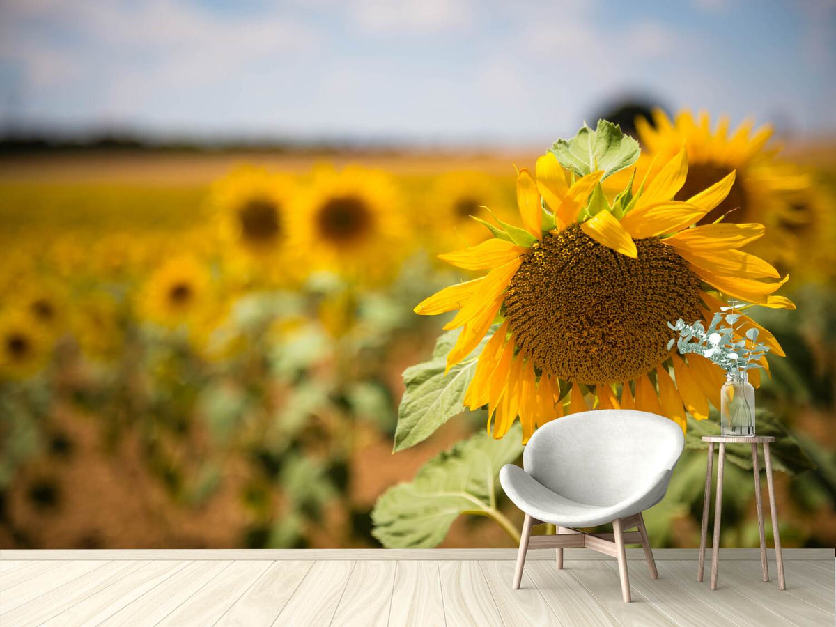 photo-wallpaper-a-sunflower-in-the-field