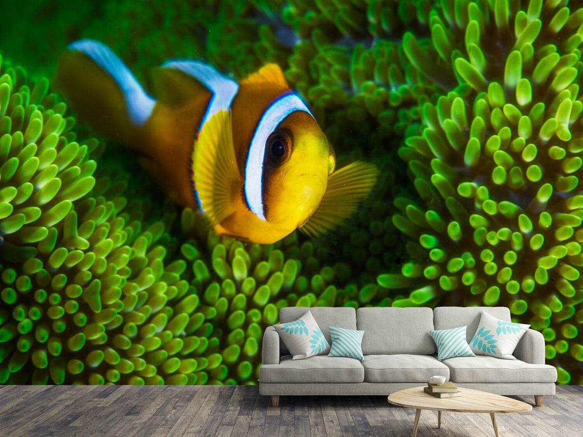 photo-wallpaper-yellow-clownfish-on-green-anemon