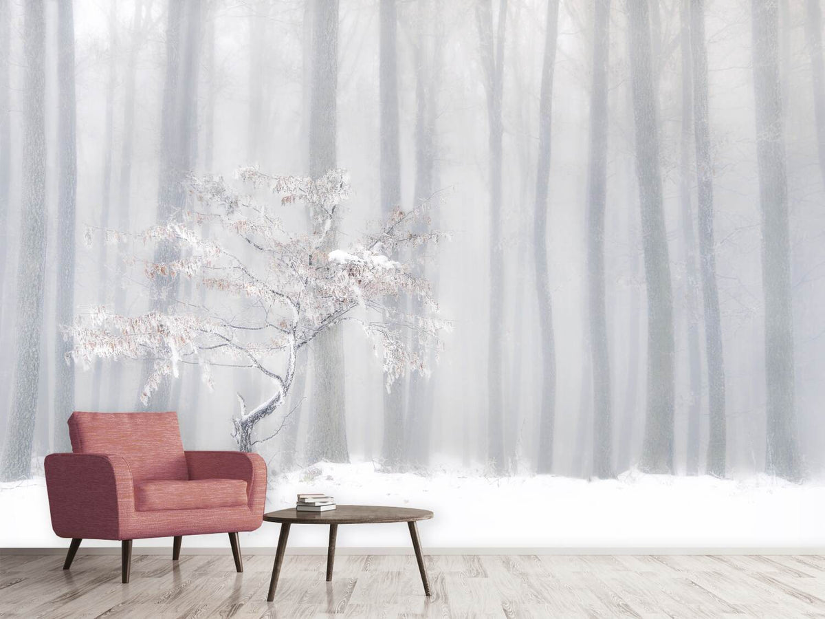 photo-wallpaper-in-front-of-the-misty-curtain-x