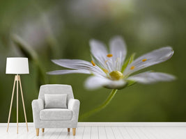 photo-wallpaper-stitchwort