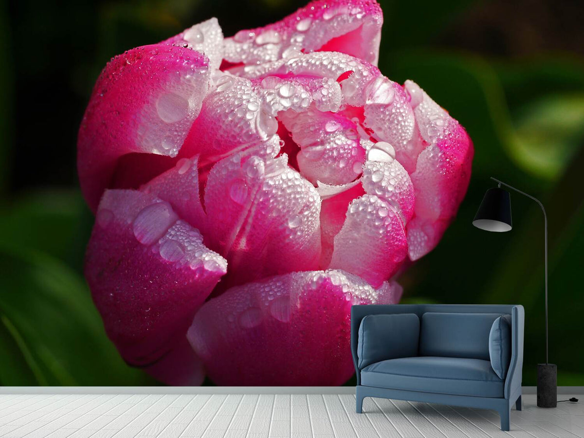 photo-wallpaper-tulip-with-morning-dew-in-xl