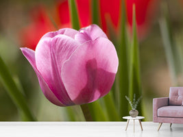 photo-wallpaper-tulip-pretty-in-pink