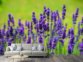 photo-wallpaper-beautiful-lavender