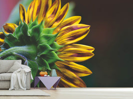 photo-wallpaper-sunflower-close-up