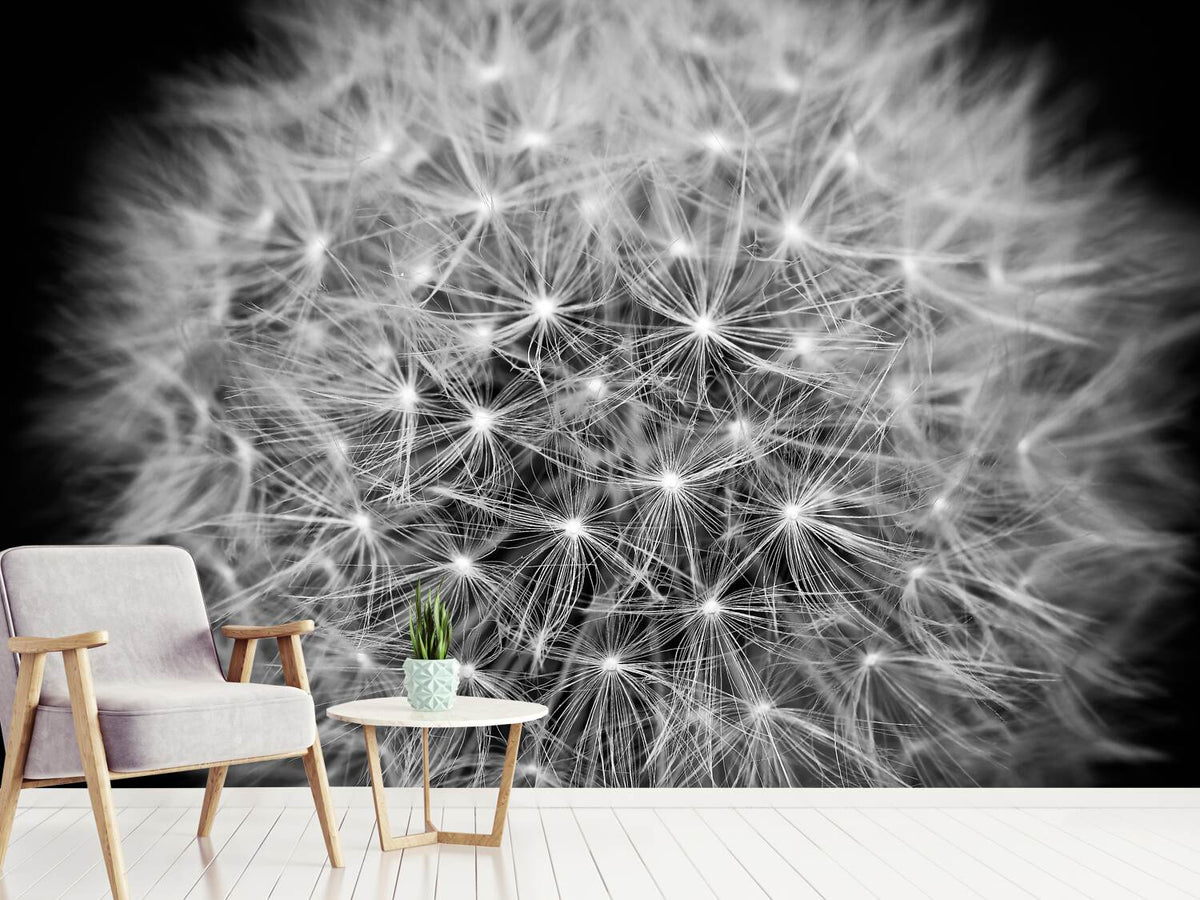 photo-wallpaper-dandelion-in-xxl