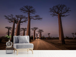 photo-wallpaper-allace-des-baobabs-x