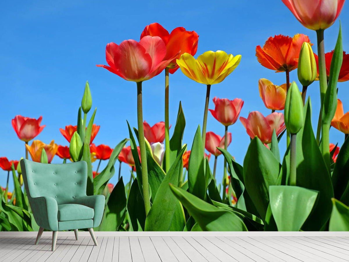 photo-wallpaper-wild-tulips