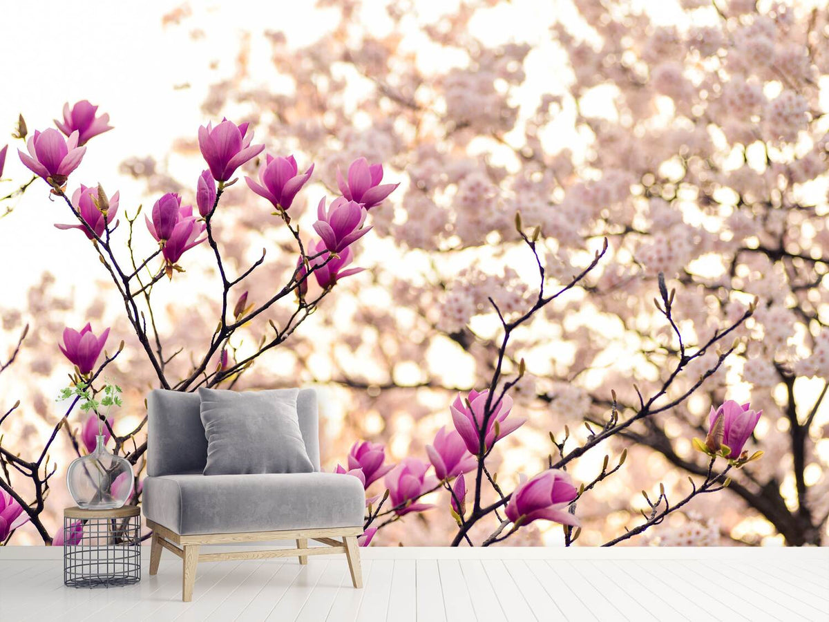 photo-wallpaper-beautiful-magnolia-xl