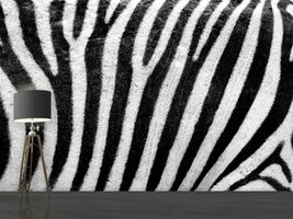 photo-wallpaper-strip-of-the-zebra