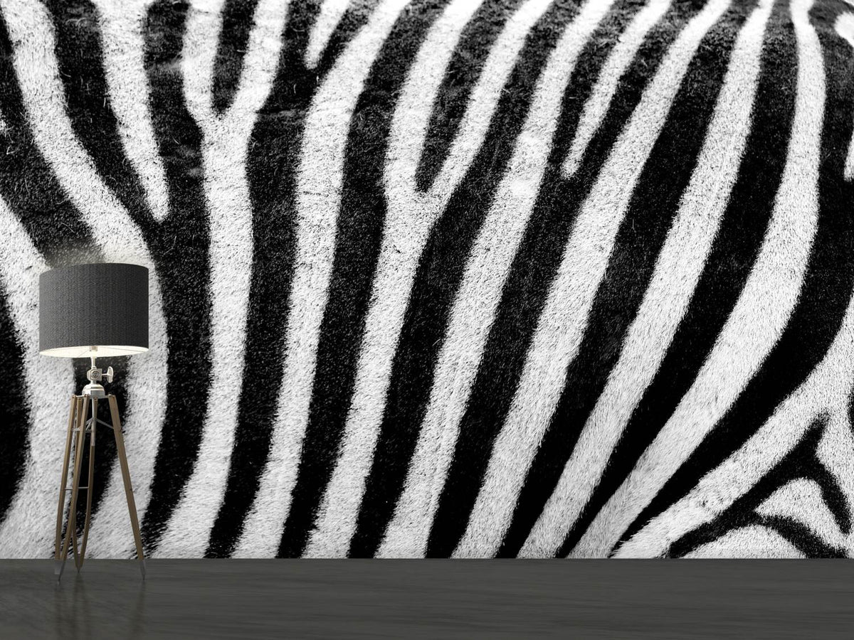 photo-wallpaper-strip-of-the-zebra