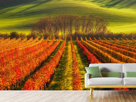 photo-wallpaper-vine-growing